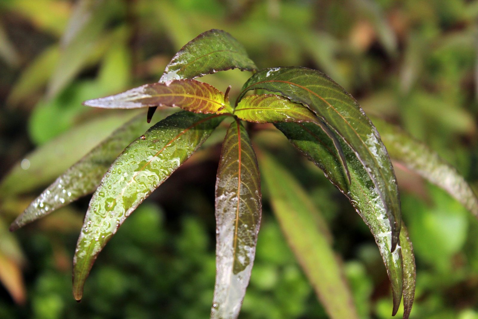 a close up of a leaf with water droplets on it