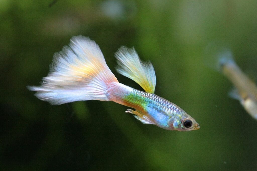 How to Care for Guppies: A Beginner’s Guide