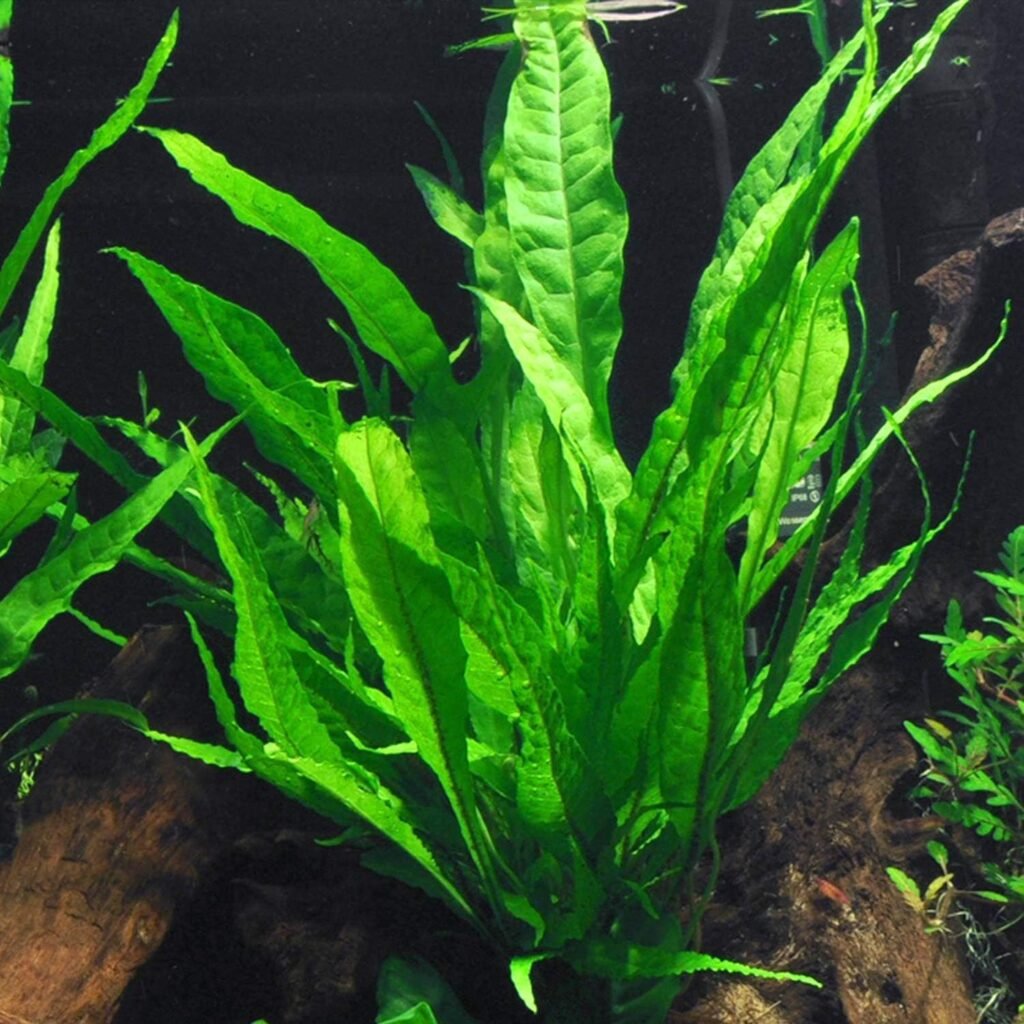 Everything You Need to Know About Amazon Sword Plants