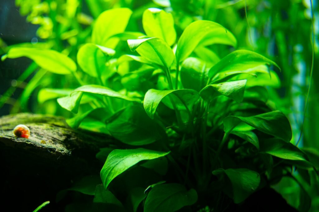 How to Keep Aquarium Plants Alive: A Comprehensive Guide