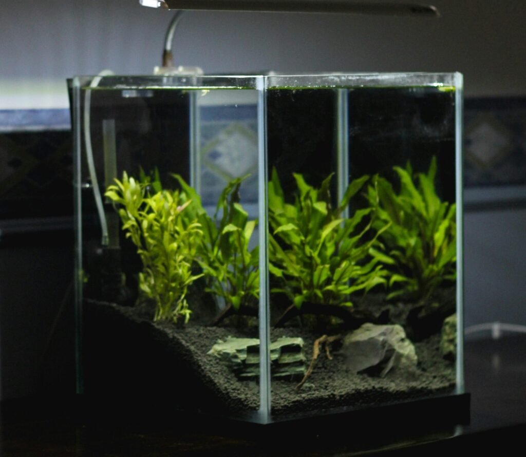 The Best Way of Weekly Aquarium Maintenance