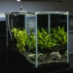 Common Aquarium Problems Troubleshooting Guide