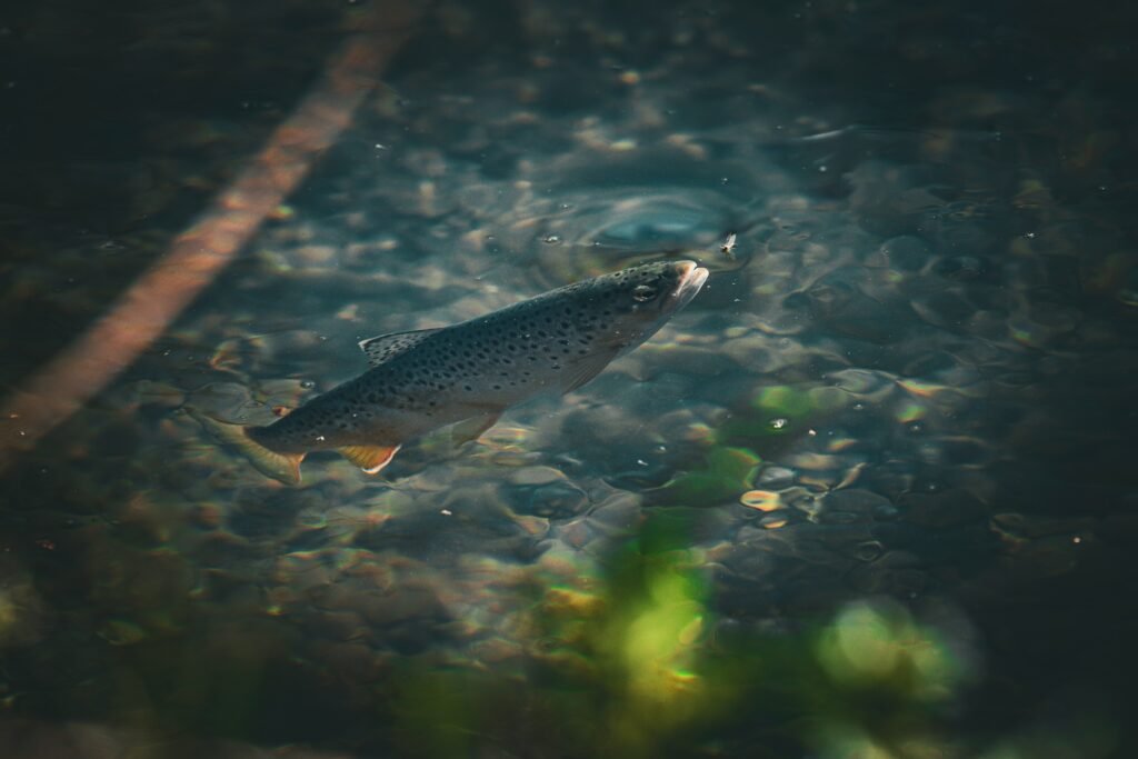 Trout Farming at Home: What You Need to Know