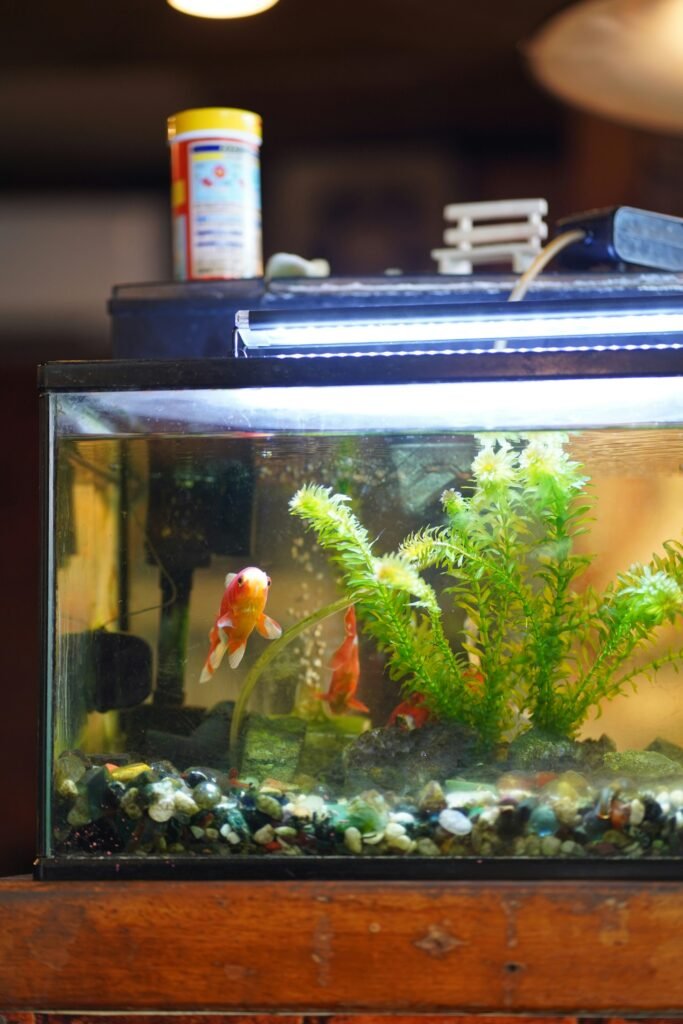 Why Regular Water Testing Is Essential for Aquarium Maintenance