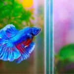 betta-tank-setup- beginners-guide