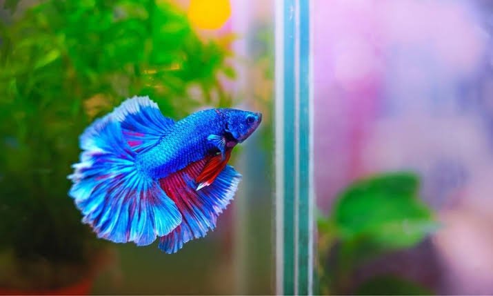 betta-tank-setup- beginners-guide