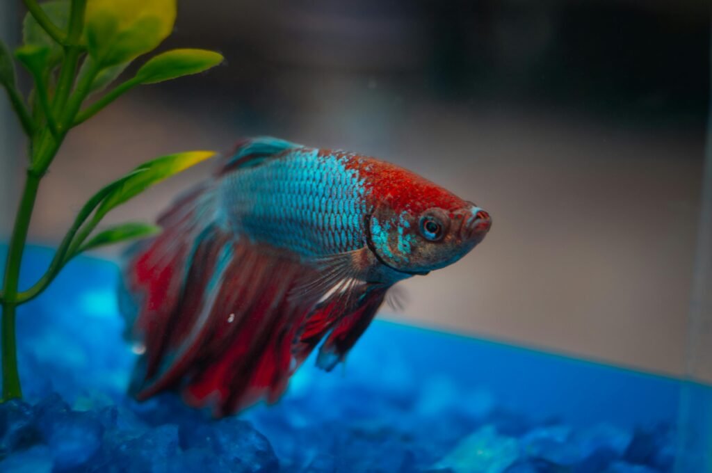 Betta Fish Tank Mistakes and How to Avoid Them