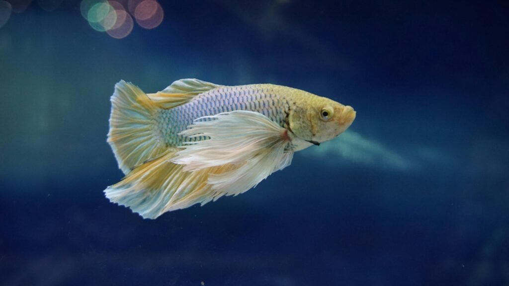 Betta Fish Food: A Comprehensive Guide to Choose the Best Food