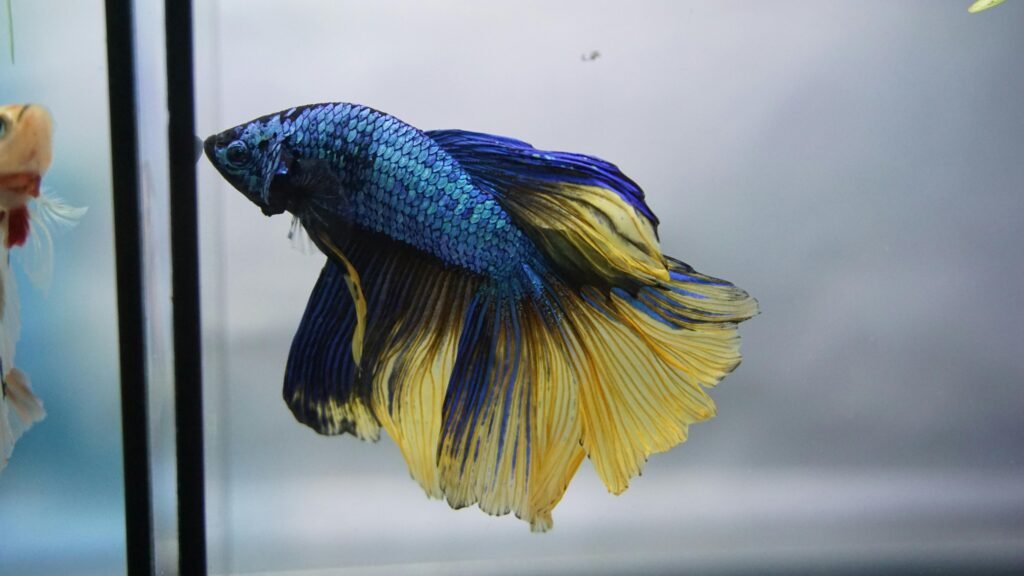 Betta Bowl: Can Betta Fish Live in a Bowl? Debunking the Myth