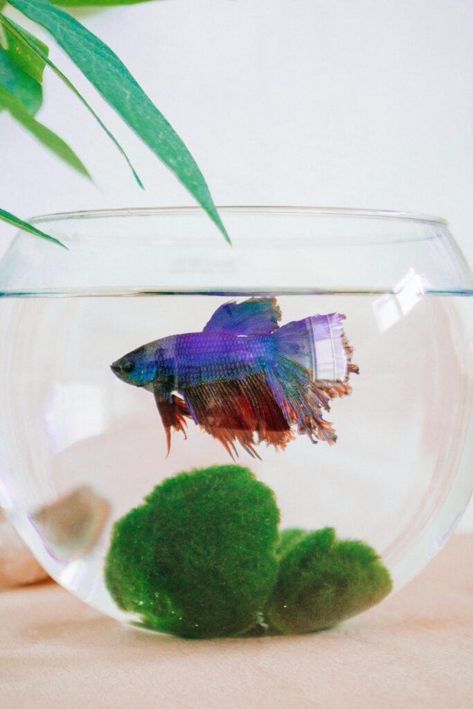 Betta Bowl: Can Betta Fish Live in a Bowl? Debunking the Myth