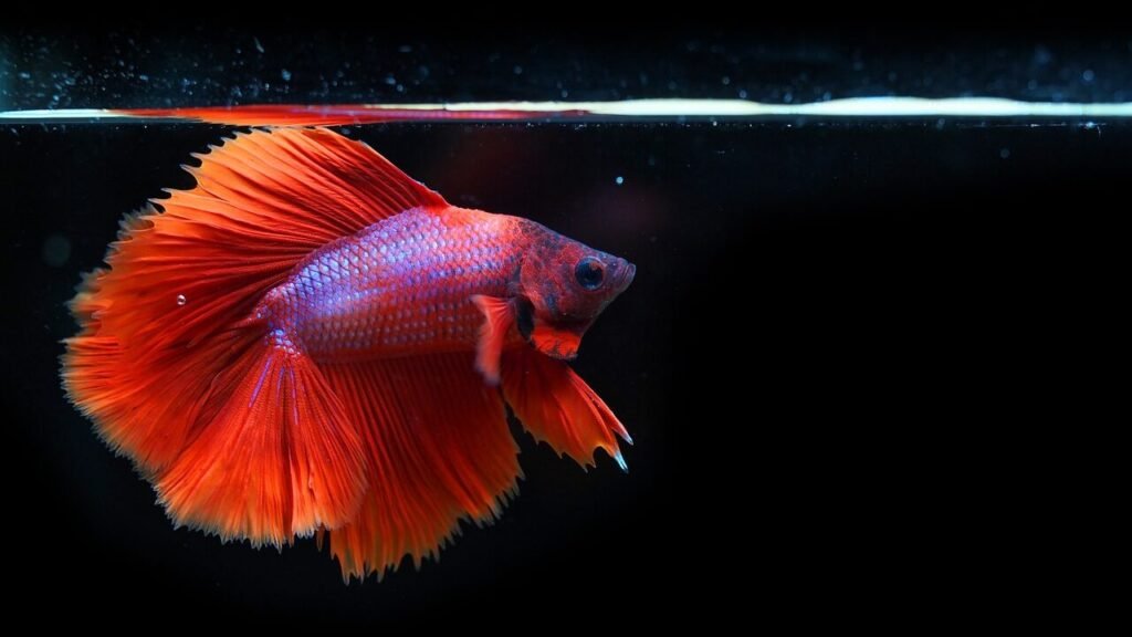 Betta Fish Tank Mistakes and How to Avoid Them edited